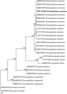 Evaluation of Laccase Activities by Three Newly Isolated Fungal Species in Submerged Fermentation With Single or Mixed Lignocellulosic Wastes